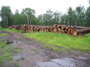 Raw logs